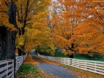 fenced lined autumn road