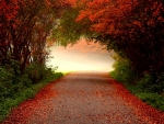 misty fall road