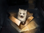 Dog In A Box