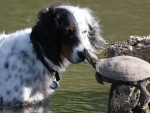 Dog And Turtle