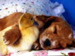 Dog And Chick