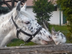 Horse And Cat