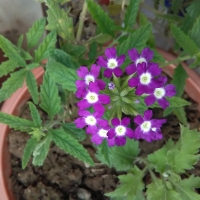 beautiful purple flower