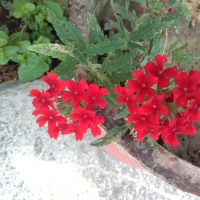 red flowers