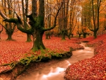 the beauty of autumn