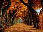 autumn archway of tree's