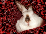 Bunny Hearts