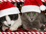 My Cats Christmas