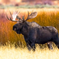 Moose in Autumn