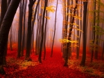 Forest Autumn
