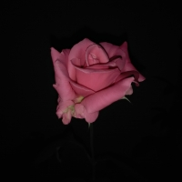 PINK ROSE