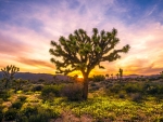 Sunset on a Joshua Tree