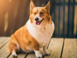 Corgi Winking