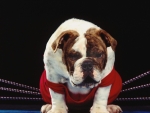 Boxing Dog