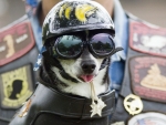 Police Dog