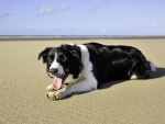 Dog On Beach