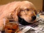 Drinking Puppy