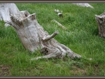 rustic tree stum
