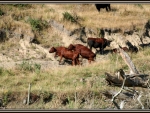 herd of cows, Rangitikei, Nz