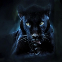 'Black panther'.....