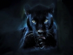 'Black panther'.....