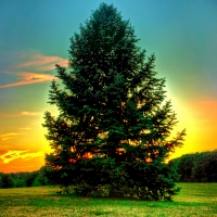 Pine Tree Sunset