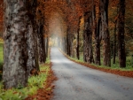Road through the Trees in Fall