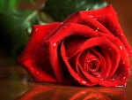 Red rose