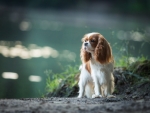 King Charles Spaniel
