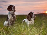 Springer Spaniels