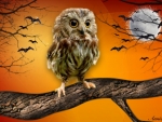 Halloween Owl
