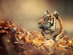 tiger in autumn