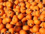 pumpkins anyone?
