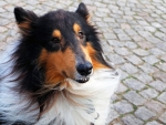 Collie