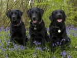 Three Black Labradors