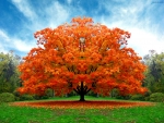 big autumn tree