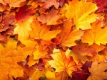 fallen leaves
