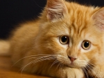 cute orange kitty