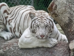 white tiger