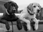 Two Labradors