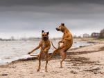 Dancing Dogs