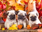 Pug puppies in the fall