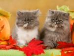 Persian kittens in autumn