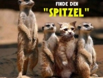 FINDE DEN SPITZEL