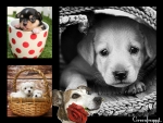 CUTE PUPPIES