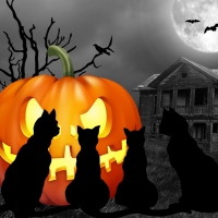Black Cats Halloween