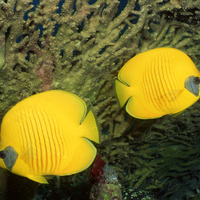 Yellow Fish