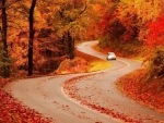 curvey autumn road