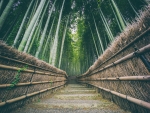 Bamboo Forest