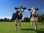 Funny cows